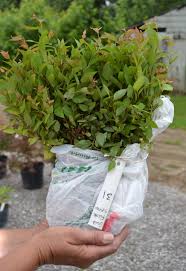 Maybe you would like to learn more about one of these? How To Ship Plants By U S Mail Ups Or Fed Ex Mike S Backyard Nursery