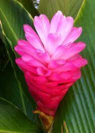 There are many native names for. 27 Name That Tropical Flower Ideas Tropical Flowers Flowers Planting Flowers