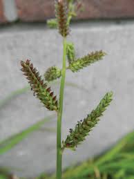 Image result for Echinochloa jubata