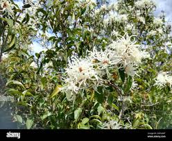 Image result for Trichocladus