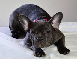 Zac brown of the zac brown. 8 Fabulous French Bulldog Colors Best Frenchie Coats