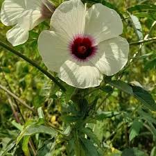 Image result for Hibiscus cannabinus