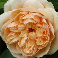 Browse flowers prices, photos and 33 reviews, with a rating of 4.9 out of 5. All Rose Categories Trevor White Roses Old Rose Specialist