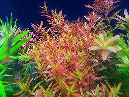 Image result for Rotala submersa