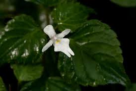 Image result for Begonia bequaertii