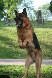 Gsd Bubble Attack German Shepherd Dog Attack Guard Dogs