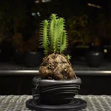 Image result for Euphorbia mlanjeana