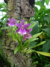 Salah satu wisata yang bisa kamu kunjungi ketika di jakarta dan. Miltonia Orchid Everglades Room Cultivo De Orquideas Orquideas Silvestres Flores Orquideas