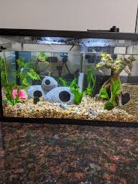 Soo I Started A Betta Sorority Tank For The First Time Ever And I M Pretty Proud Of Myself My Only Problem Is When I Have To Feed My African Dwarf Frog I