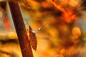 The stink bug emits a foul odor when disturbed or crushed. Attract And Kill Strategy Shows Promise For Managing Brown Marmorated Stink Bugs