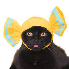 Kawaii Candy Hats For Cats Cats Weird Animals Cat Aesthetic