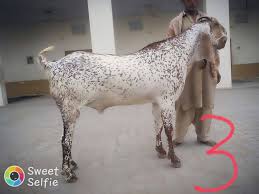 Makhi Cheeni Breed Of Bahawalnagar Facebook