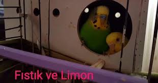 Muhabbet Kusu Fistik Ve Limon Muhabbet Kuslari Kusu Limon