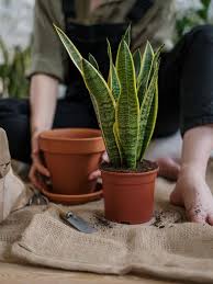 Karena di kalangan masyarakat banyak yang diminati. 20 Macam Macam Tanaman Hias Daun Yang Populer Cantik Dan Segar Hot Liputan6 Com