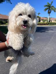 Good boi/girl just vibin' with their owner outside our local cafe. 🐥🐶  (Photo by Renee Michele)