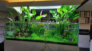 by aquae aquarium fish tank fresh water fish tank aquascape aquarium