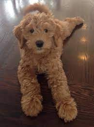 Many dogs are claimed to be hypoallergenic, but several doodle breeds really are . Golden Doodle Breeder Goldendoodletown Phoenix