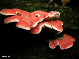 Image result for Merulius incarnatus