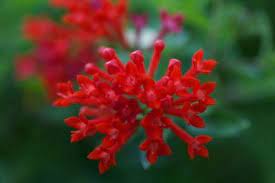 Bouvardia Archives Gardening Know How Flower Care Hummingbird Flowers Sansevieria Plant