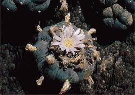 Peyote is a dangerous hallucinogen that is found in the desert regions of texas and mexico. Lophophora The Most Important Genera And Species From A To Z The Encyclopedia Of Psychoactive Plants Ethnopharmacology And Its Applications