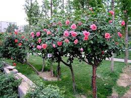 Before planting a rose garden what varieties or styles give me the most options in design, low the versatile rose can also be used as a ground cover or planted in front of other plants to give color these perennials can also be used as stand alone specimens and trained into a small tree or planted. Pin On Garden