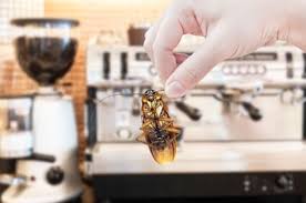 However, if i had to choose a winner out of the 6 listed, it would be the royal kona. Does Coffee Contain Roaches Cockroach Zone