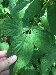 The plant has shallow, radiating roots topped by a bush growing from an underground stem. Red Raspberry Leaves Four Season Foraging