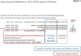 Gal4 Activation Domain 9aatad Could Be Inactivated By Adjacent Mini Inhibitory Domain And Reactivated By Distal Re Activation Domain Biorxiv