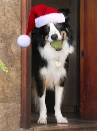 Border collie puppy wearing a straw hat and shades. Border Collie Christmas Border Collie Xmas Border Collie Natal Border Collie Dog Xmas Border Collie Dog