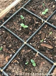 Check spelling or type a new query. Best Way To Water Raised Bed Gardens Growing In The Garden