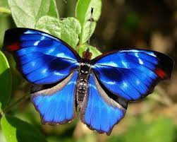 N Unal Kelebekler Beautiful Hayvanlar