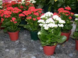Kalanchoe Flower Oriental Seasonal Easy To Care House Plant Plants Kalanchoe Blossfeldiana Easy Care Plants