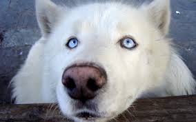 Siberian Husky Black And White Blue Eyes Black Wolf With Blue Eyes White Wolf With Blue Eyes Wallpaper Wolf With Blue Eyes White Wolf White Dogs