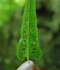 Image result for Asplenium goetzei