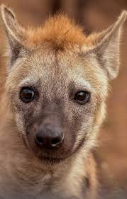 About Wild Animals A Young Hyena Hyena Animals Cute Animals