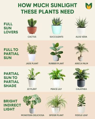 How Much Sunlight Do Indoor Plants Need? A Simple Guide