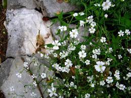 Baby Breath Flower Meaning Flower Meaning