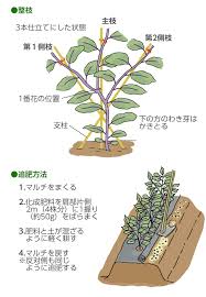 ナスの育て方 栽培方法 失敗しない栽培レッスン 野菜の育て方 サカタのタネ 家庭菜園 園芸情報サイト 園芸通信