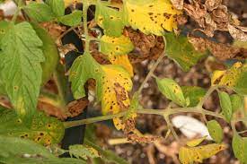 Maybe you would like to learn more about one of these? Tomato Foliage Problems