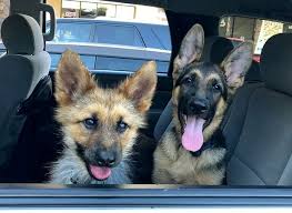 We adopted him almost 2 months ago from a local gsd rescue and now can't mom and the german shepherd puppies we rescued my husbands mother has a gsd that she bred to settle her down. Adorable German Shepherd Dog S Unique Genes Mean He Will Always Be A Puppy Daily Star