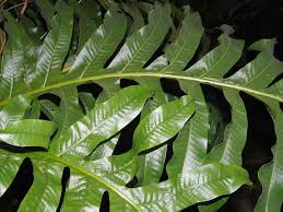 Image result for Drynaria volkensii