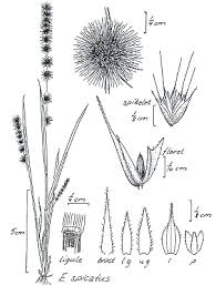 Image result for Elytrophorus spicatus