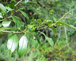 Image result for Drypetes gerrardii