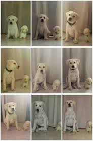 My Cute Labrador Retriever Growth Chart In 9 Weeks