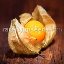 Image result for Physalis peruviana