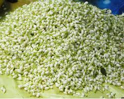 A perfect gift for all. Loose Jasmine Flowers At Best Price In Madurai Tamil Nadu From K K International Id 923025