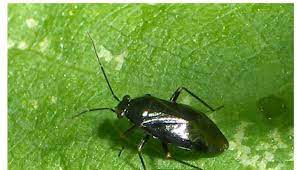 My post arizona's amazing beetles proved to be quite popular. 3 Little Black Bugs In Arizona That Annoys Arizona Residents