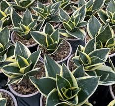 Image result for Sansevieria pearsonii