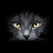 Should look cursed & should make you kinda go hmm. Black Cat Forum Avatar Profile Photo Id 123600 Avatar Abyss