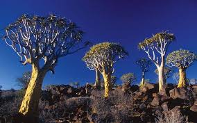 The dunes of the outer namib provide habitats for various types of insects and reptiles, especially beetles, geckos, and snakes, but virtually no mammals. Bizarre Desert Plants Of Namibia Namibia Tourism Board
